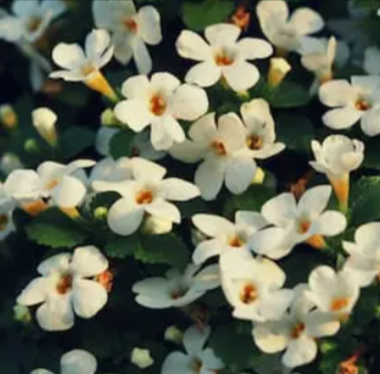 Bacopa Monnieri
