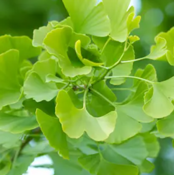 Ginkgo Biloba