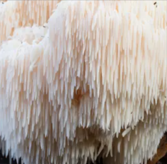Lion’s Mane Mushroom