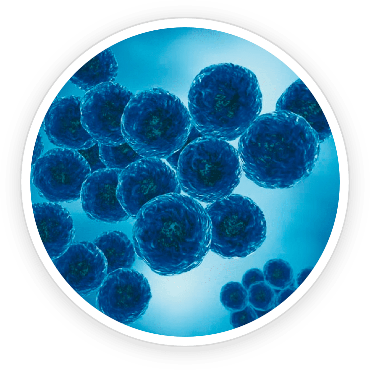 Micrococcus Lysate