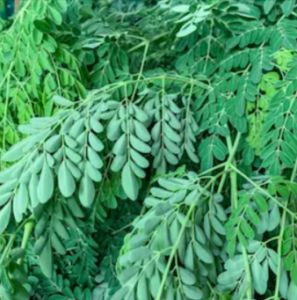 Moringa