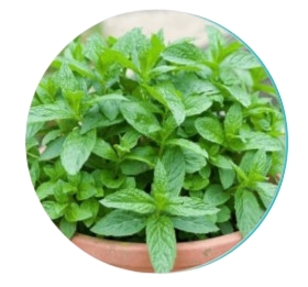 Peppermint