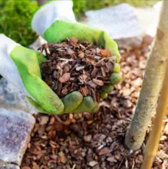 Pine Bark Extract
