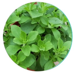 Stevia
